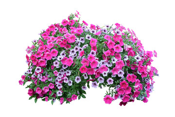 Tropical plant flower bush tree isolated on white background with clipping path