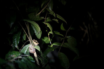 Goodman's mouse lemur (Microcebus lehilahytsara), a nocturnal lemur at night in Perinet Reserve,...