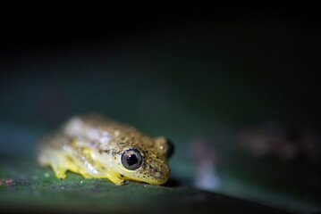 Boophis Luteus Frog at night, Perinet Reserve, Andasibe-Mantadia National Park, Alaotra-Mangoro Region, Eastern Madagascar