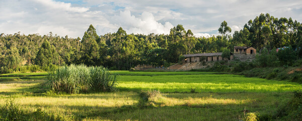 Rice paddy fields at Andasibe Town, Eastern Madagascar