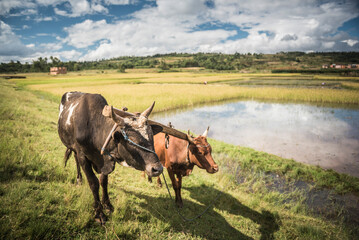 Zebu Cattle in rice paddy fields on RN7 (Route Nationale 7) near Ambatolampy in the Central Highlands of Madagascar