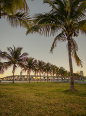 Fototapeta na wymiar palm trees miami bridge tropical views city downtown sun sunset 