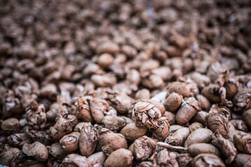 Seeds used to make silk, Ambalavao, Madagascar Central Highlands