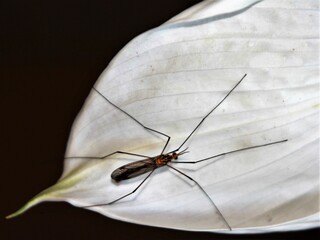 Close Up of a Long Legged, Orange Body, Crane Fly Sitting on A White Peace Lily, Buderim, Australia