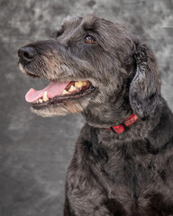 A beautiful grey mixed breed, female dog.
