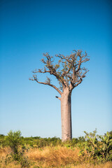 Fototapeta na wymiar Baobab Tree, Ifaty, South West Madagascar, Africa