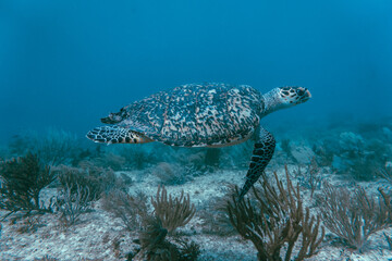 Naklejka na ściany i meble sea turtle underwater swim in the ocean scenery blue water
