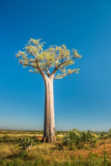 Fototapeta na wymiar Baobab Tree, Ifaty, South West Madagascar, Africa
