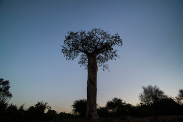 Fototapeta na wymiar Baobab Tree in Spiny Forest at night, Parc Mosa a Mangily, Ifaty, South West Madagascar, Africa