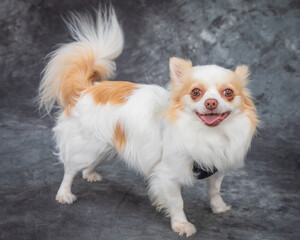 A white and brown toy spaniel,