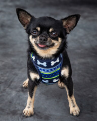 A cute Chihuahua looking over his shoulder