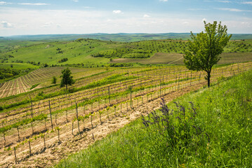Fototapeta na wymiar Vineyard landscape in Transylvania, near Brasov, Romania