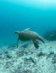 Fototapeta na wymiar scuba diver and coral reef
