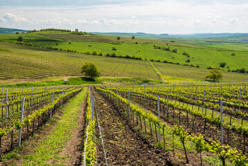 Fototapeta na wymiar Vineyards at a winery near Brasov, Transylvania, Romania