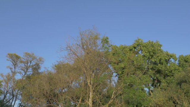 Treetops moving in the wind, a landscape that makes us feel calm and tranquil.