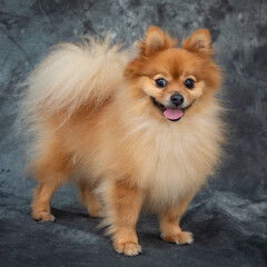 The Pomeranian dog is known for its intelligence and good looks.