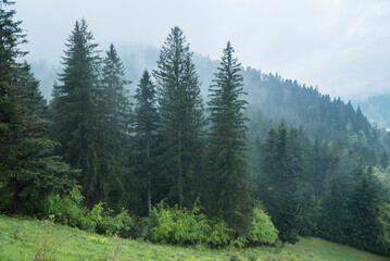 Fototapeta na wymiar Misty Romanian forest landscape around Sucevita Monastery, Bukovina Region, Romania, background with copy space