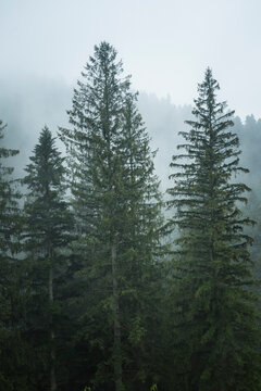 Misty Romanian forest landscape around Sucevita Monastery, Bukovina Region, Romania, background with copy space © Matthew