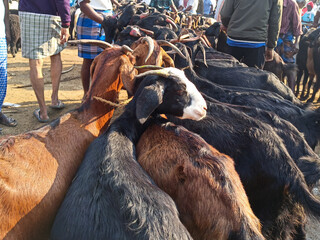 Group of Goat sale in India, livestock animals.