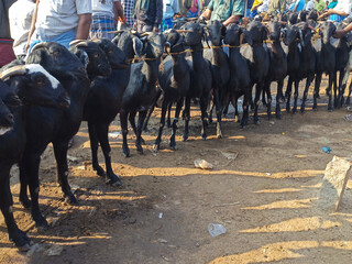 Group of Goat sale in India, livestock animals.