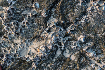 Pattern of coral detail close up background with copy space, Talpona Beach, South Goa, India