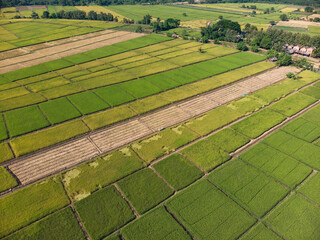 Small plant or crop plantation