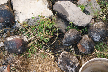 Fresh roasted coconut