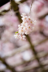 上賀茂神社の枝垂れ桜（斎王桜）