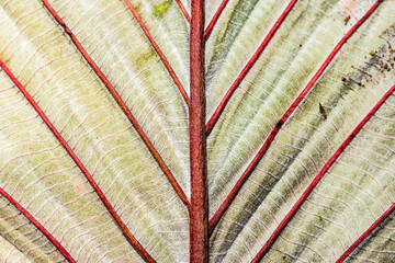Close up detail of a leaf in the rainforest in Arenal Volcano National Park, Alajuela Province, Costa Rica, Central America