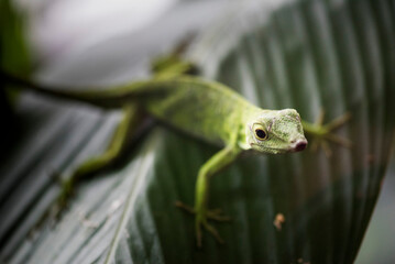 Lizard near Arenal Volcano, Alajuela Province, Costa Rica, Central America