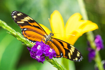 Butterfly, Arenal Volcano area, Alajuela, Costa Rica, Central America