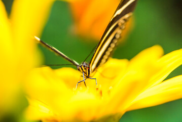 Butterfly, Arenal Volcano area, Alajuela, Costa Rica, Central America