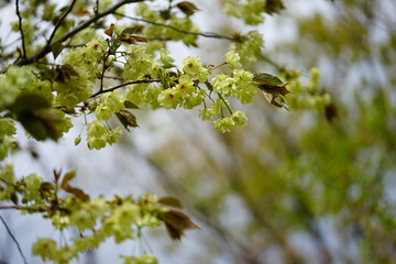 白峯神宮の鬱金桜