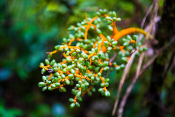 Monteverde Cloud Forest Reserve, Puntarenas, Costa Rica, Central America