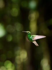 Hummingbird in the Monteverde Cloud Forest, Puntarenas Province, Costa Rica