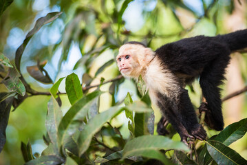White-faced Capuchin (Cebus capucinus) by Manuel Antonio Beach, Manuel Antonio National Park, Costa Rica