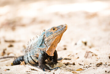 Black Spiny Tailed Iguana Lizard (Ctenosaura similis), Manuel Antonio National Park Beach, Pacific Coast, Costa Rica