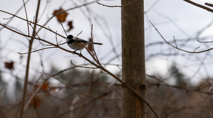 Bird on branch looking at camera on cold winter day