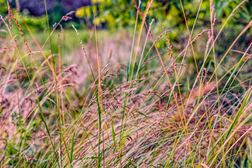 Wild wheat and tall grass close up in a meadow in the spring months in Southern Ontario Canada