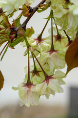 白峯神宮の鬱金桜