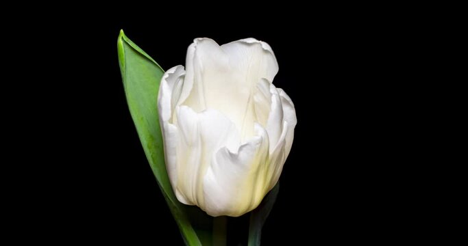白いチューリップの開花タイムラプス