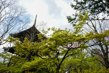 真如堂の新緑風景