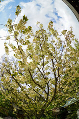 白峯神宮の鬱金桜