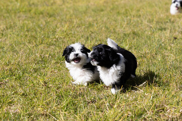 Eight week old Havanese puppy playing