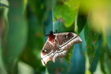 Suraka Silk Moth (Antherina suraka), Ranomafana National Park, Haute Matsiatra Region, Madagascar