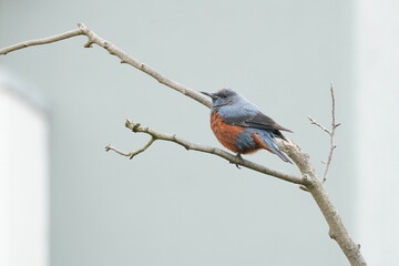 blue rock thrush in the park
