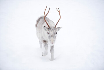 Reindeer at Torassieppi Reindeer Farm, Lapland, Finland