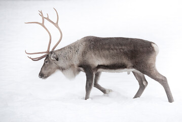 Reindeer at Torassieppi Reindeer Farm, Lapland, Finland © Matthew