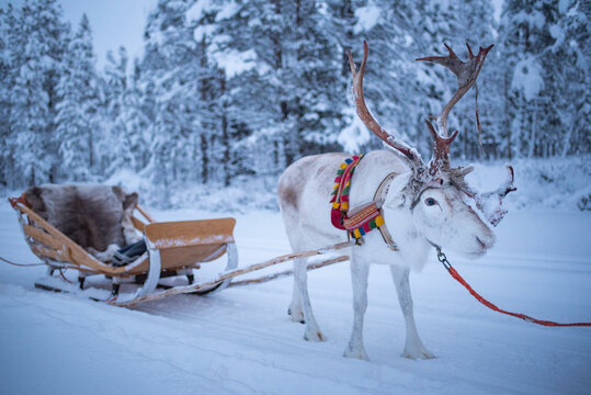 Reindeer at Torassieppi Reindeer Farm, Lapland, Finland