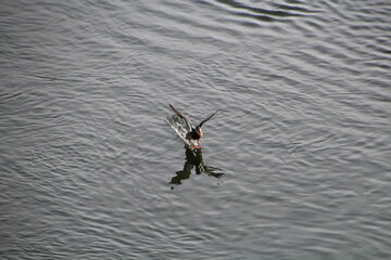 Duck Landing On Water